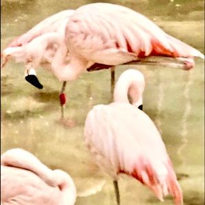 Meet your Posher, Iva